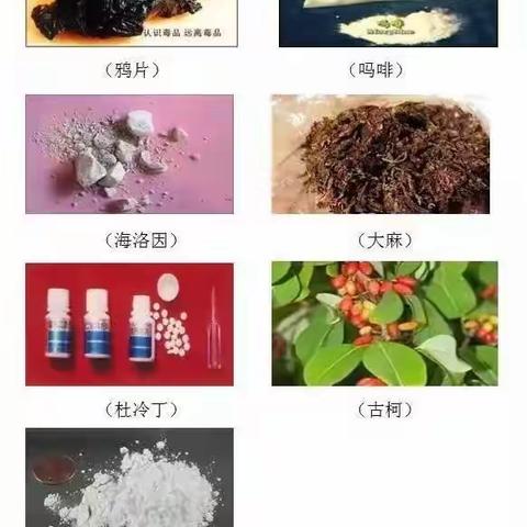 珍爱生命 远离毒品 ——昌邑市凤鸣学校禁毒倡议书