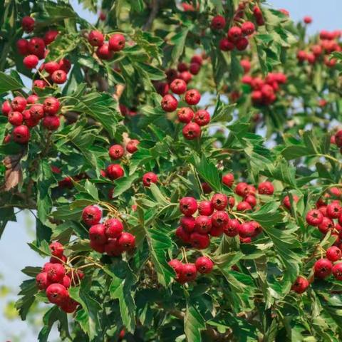 【文幼·动态】山楂红了--长清区文昌中心幼儿园山楂课程故事