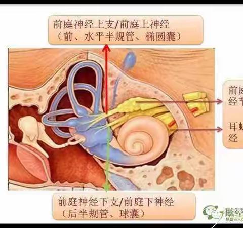 南阳市中医院耳鼻喉眩晕中心（外七科病区）关于前庭，你需要了解的知识 张宝明医生科普