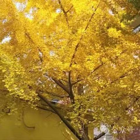 5℃的银杏——“银”为有你，三生有“杏”