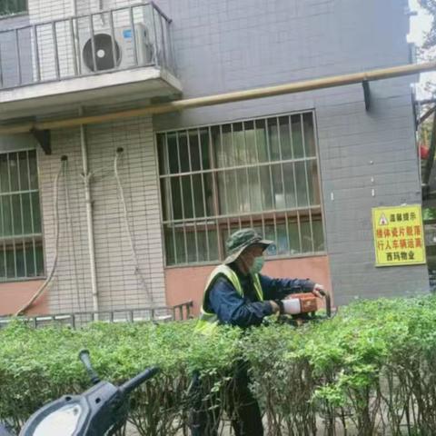 网格力量||修剪花草树木 绿化美丽家园