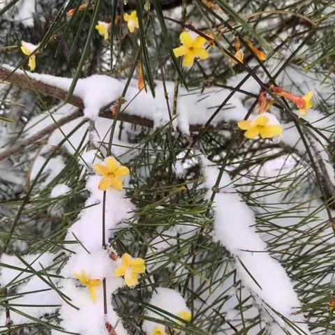 【会聚一心•展望未来】破冰除雪暖民心 清路护航显担当——会展中心社区开展“雪后清障”志愿行动