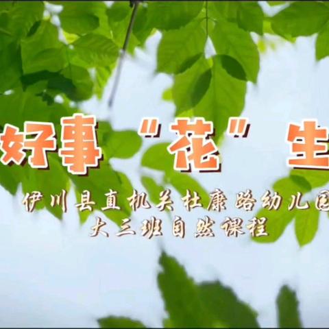 【自然课程】遇见花生  好事“花”生——杜康路幼儿园花生收获记