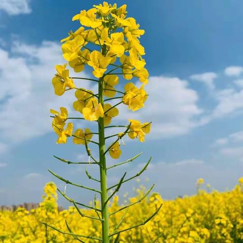 中二美术——《油菜花开》