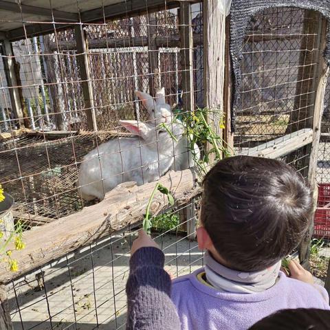 《饲养记》——吴滩实验幼儿园中班