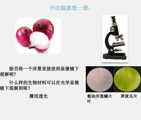 钢二路小学探索生物社团