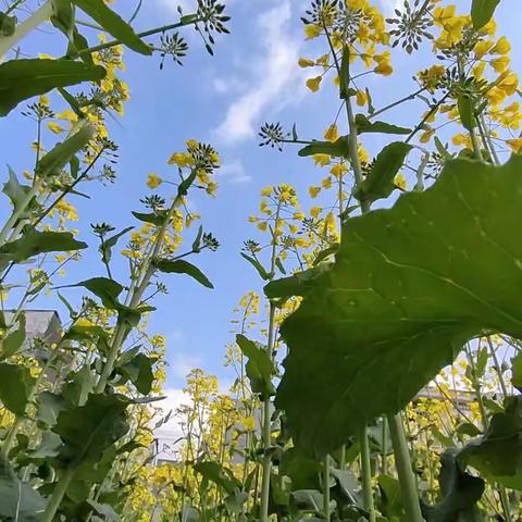 童游油菜花，感知春意浓——来恩幼儿园中二班户外活动