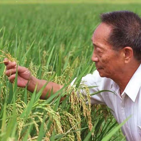 享受美好“食”光，杜绝浪费——实小龙江校区一（2）班雏鹰假日活动