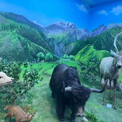 喀什市第二十一中学 喀什大学生物馆 ﻿研学活动纪实