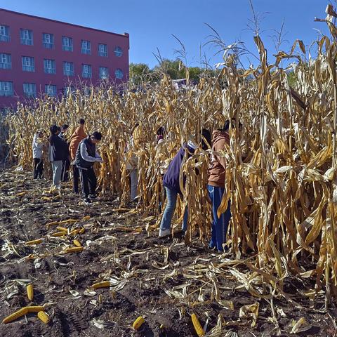 精彩回顾《西城中学》劳动教育-----掰玉米之美🌽🌽🌽🌽🌽