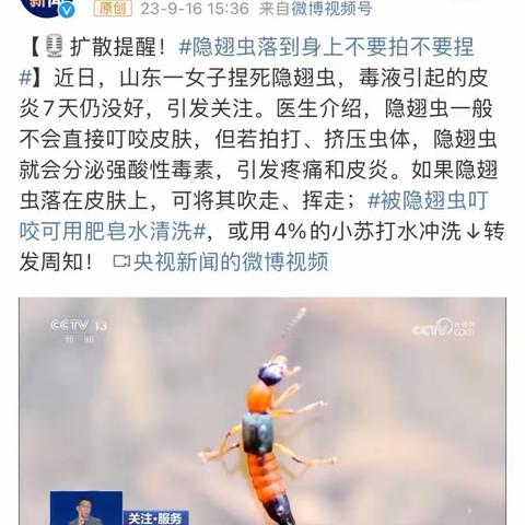 可怕！隐翅虫出没！这种虫被称为“行走的硫酸”，遇到了可咋办？