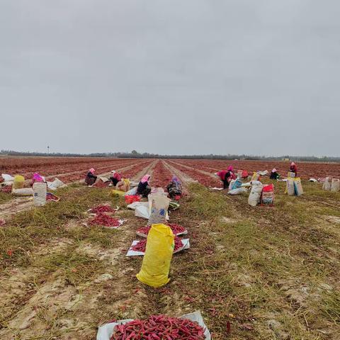 聚焦订单强保障 辣椒热销助增收——市场营销部全力护航干辣椒销售工作