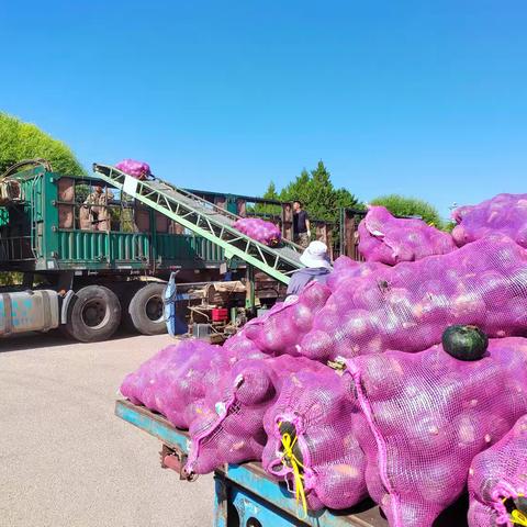 沙地种出金贝贝，软糯香甜好滋味 ——勤锋分公司特色南瓜新鲜上市
