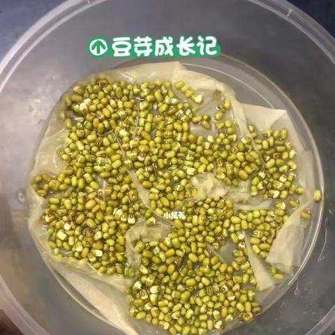 豆芽生长记
