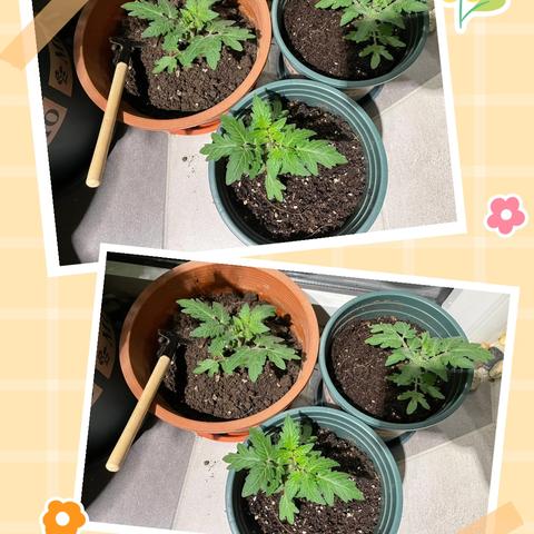 我的“小花园”