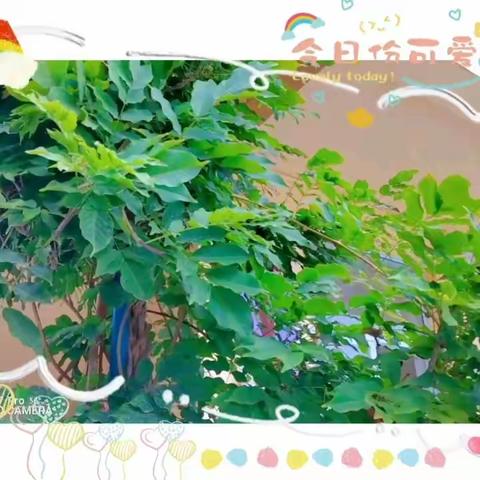小离别，大成长——启航幼儿园小班第一个月集锦