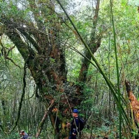 喜马拉雅红豆杉