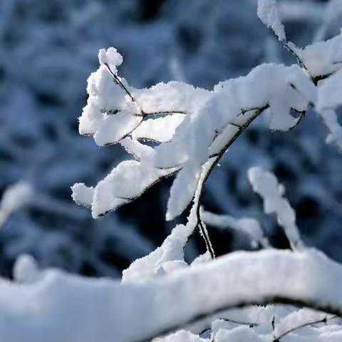 最美下雪天              最暖物业人