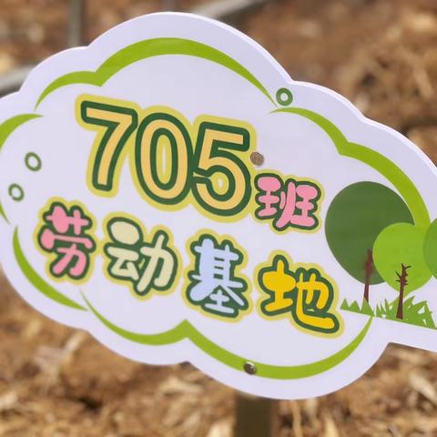 “蔬”香为伴  “勤”满校园                  一记录705班劳动节春种实践活动