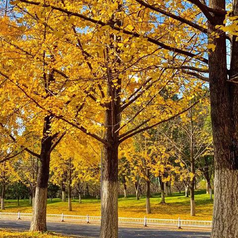 嘿！一起秋游吧🍂盈蕾幼儿园小班园内秋游记🍁