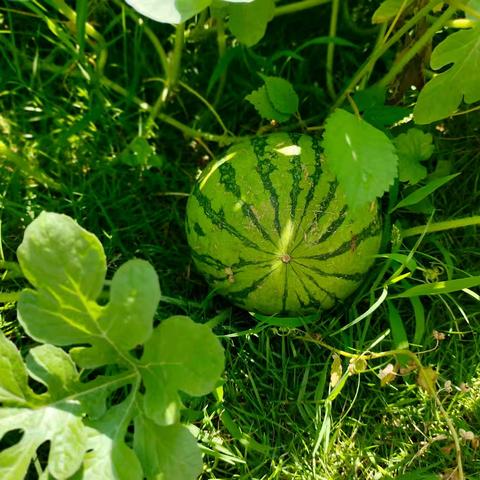 【昌江区第三幼儿园自然探索课程】从土地到餐桌--“西”笑颜开（苗苗班）