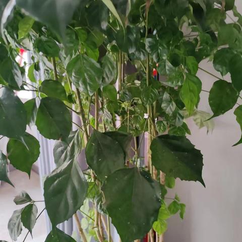 我的“快乐园”