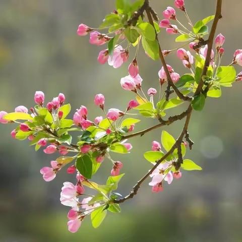 “语”君相聚  “研”续芬芳 ——新乡县八年级语文“四有高效课堂”教研活动