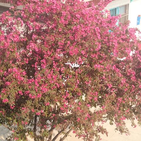 东庙头小学召开控辍保学、学生资助暨秋季新生网上报名工作部署会