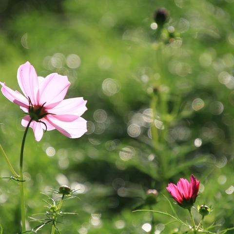 奥森北园赏花草（2023年9月20日）