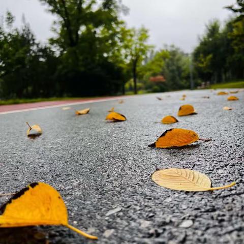 10月11日  星期三  小雨