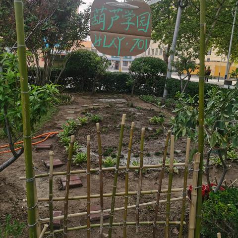 俺在校园有块地 —实验中学701班劳动实践