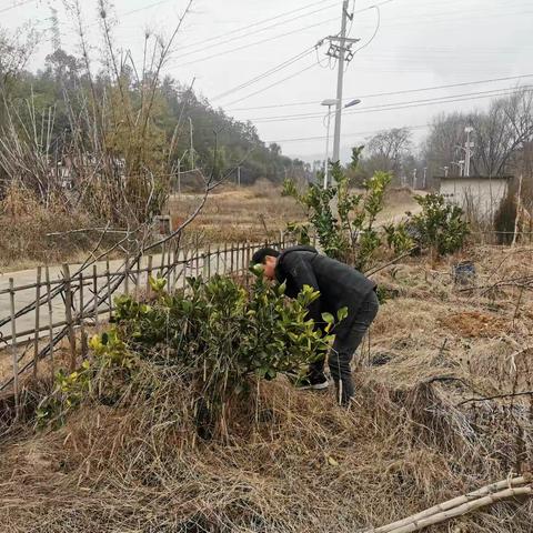 【银坑镇莲花社区】开展果树黄龙病树清理