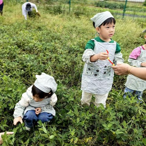 乐享丰收   好事“花生🥜”