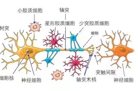 大脑🧠知识基础之神经元的发展