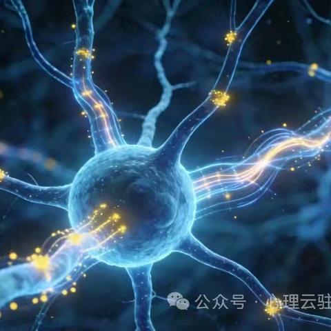 脑干网状神经元的结构与学习