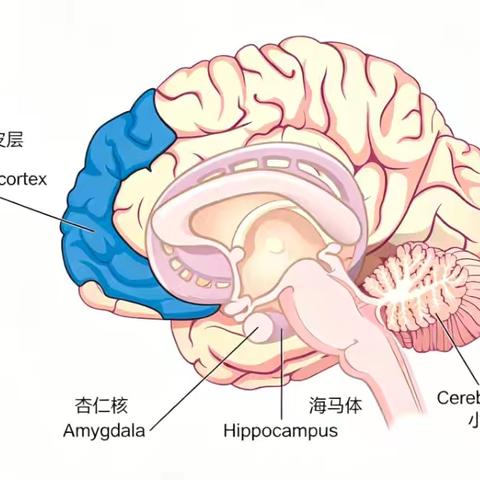 如何刺激海马体增强你的记忆