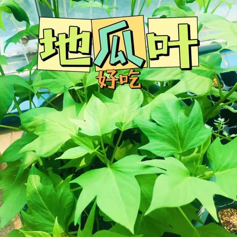 红星小学—1902班（种植篇）      “植”得期待、渐渐发芽🌱、慢慢长大…