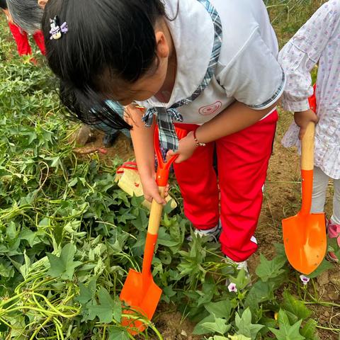 “庆丰收促和美”—实验小学劳动实践活动