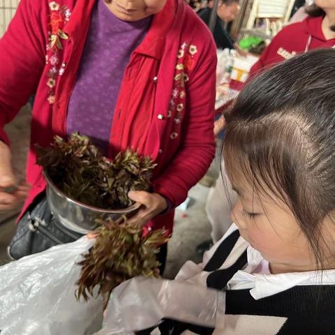 春之美食———椿芽