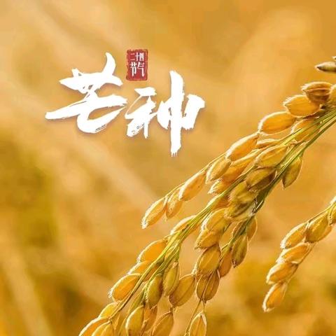 【改革提质年】‍学前教育宣传月‍ 兴寿镇中心幼儿园 二十四节气活动——芒种