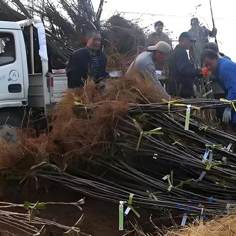 送果苗传技术 产业帮扶促增收