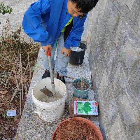 准备材料：一个铲子，白菜种子，水，一盆土