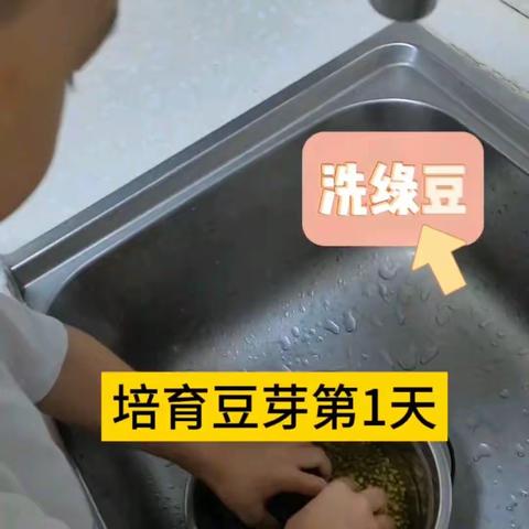 ⭐️培育豆芽第1天：买豆子、洗豆子、泡豆子