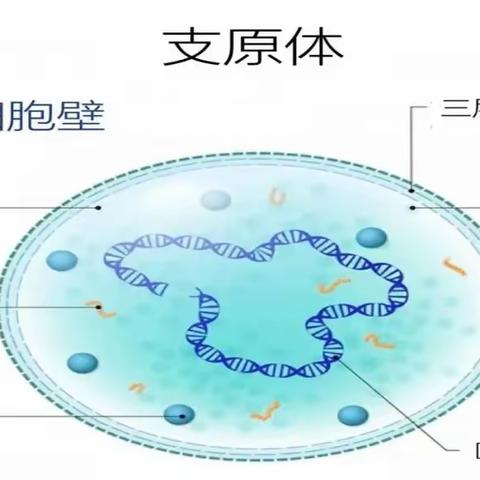 高陵逸景佲园幼儿园关于预防肺炎支原体感染知识宣传