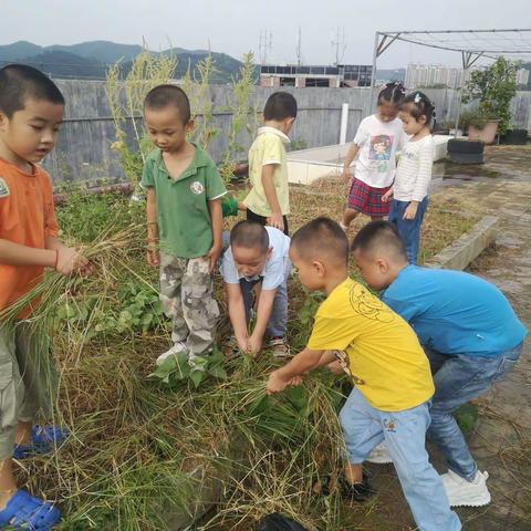 【周静媛】太阳四班——我们的种植日记