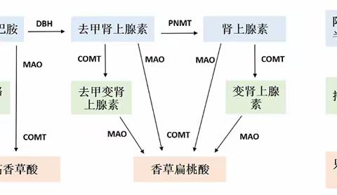 儿茶酚胺及其代谢物检测