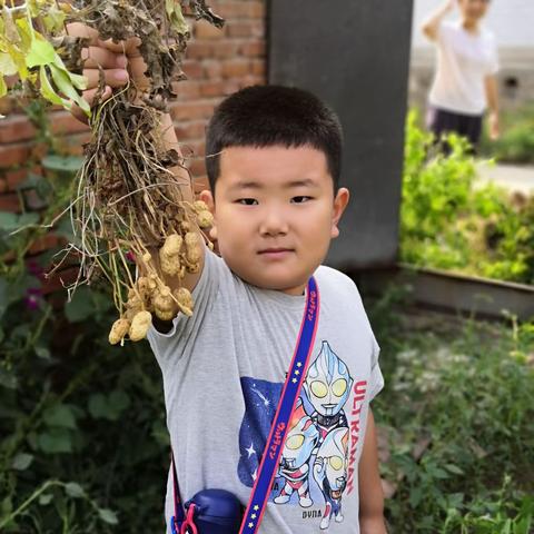 自然农法课之花生大丰收