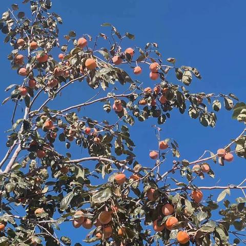 城关联小柿柿如意