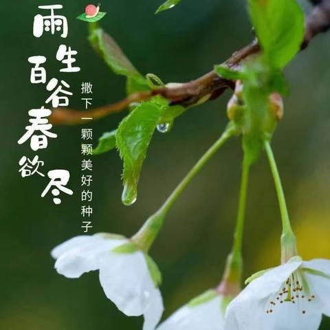 “雨生谷雨，时值暮春”——骄阳贝儿第三幼儿园“谷雨主题活动