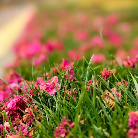 工行昆明大观支行组织退休员工开展“重温初心 共赏春光”春游活动